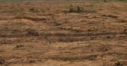 DRY LANDS AT PRIMEHOOD ESTATE IBADAN