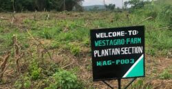 BLOSSOMING FARMLAND AT REMO OGUN STATE