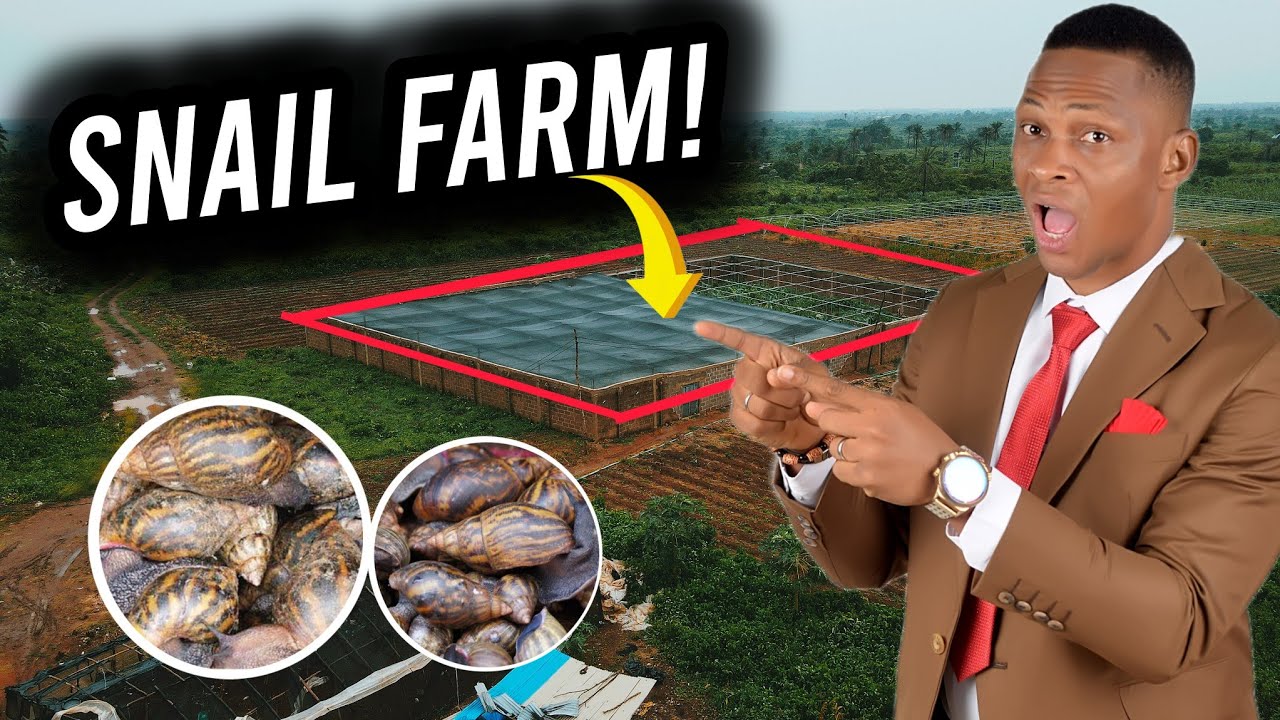 Easiest Way To Start a Snail Farming In Nigeria (MERCYLAND ESTATE)